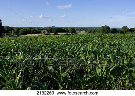 Stock Photo - Cornfield, Crowhurst, Surrey, Uk. Fotosearch