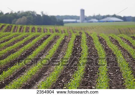 Picture - Cornfield West Of Ingersoll In Late Spring; Ontario. Fotosearch