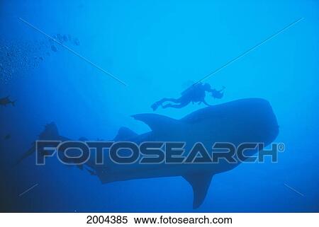 Costa Rica, Cocos Island, Underside Of Whale Shark With Diver (Rhincodon Typus) Ocean Blue View Large Photo Image Stock Photography - Costa Rica, Cocos Island, Underside Of Whale Shark With Diver (Rhincodon Typus) Ocean Blue. Fotosearch