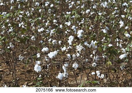 Cotton Fields On The Road Between Antsokay & Mahaboboka, Antananarivo Province, Madagascar View Large Photo Image Stock Photograph - Cotton Fields On The Road Between Antsokay & Mahaboboka, Antananarivo Province, Madagascar. Fotosearch