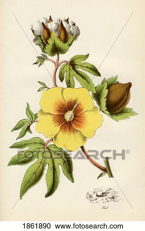 Stock Image - Cotton Plant From The National Encylopaedia Published By William Mackenzie London Late 19Th Century. Fotosearch