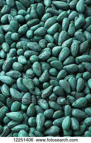 Stock Photograph - Cotton seeds that have been treated with a protective, anti-fungal coating for planting. Fotosearch