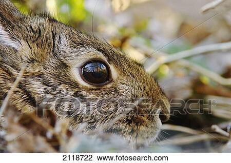Stock Image - Cottontail Rabbit; Les Cedres Quebec Canada. Fotosearch