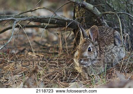 Stock Image - Cottontail Rabbit; Les Cedres Quebec Canada. Fotosearch