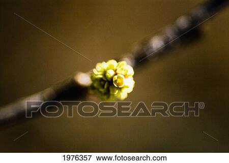 Stock Photo - Cottonwood Tree, Selective Focus Of Tiny Blooming Flowers On Branch.. Fotosearch