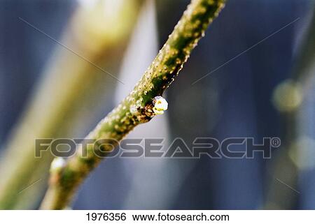 Stock Photograph - Cottonwood Tree, Tiny Bud On Branch.. Fotosearch