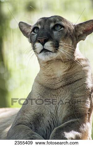 Stock Photo - Cougar In British Columbia Wildlife Park; Kamloops, British Columbia, Canada. Fotosearch