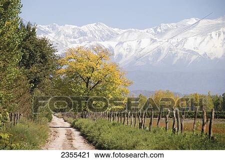 Country Farm Road With Snow-Capped Mountains In The Background And Trees In Golden Colours; Mendoza, Argentina View Large Photo Image Stock Image - Country Farm Road With Snow-Capped Mountains In The Background And Trees In Golden Colours; Mendoza, Argentina. Fotosearch