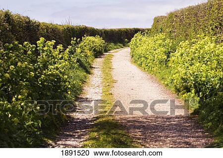 Stock Image - Country Road At Snapes Point Near Salcombe. Fotosearch