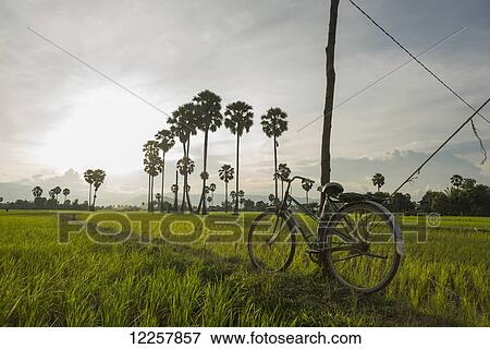 Stock Photo - Countryside around Kampot, with rice fields and palm trees on the landscape, Kampot, Cambodia. Fotosearch