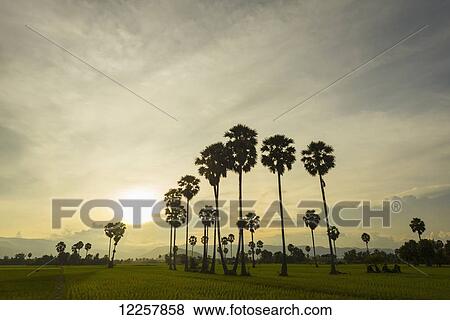 Stock Photo - Countryside around Kampot, with rice fields and palm trees on the landscape, Kampot, Cambodia. Fotosearch