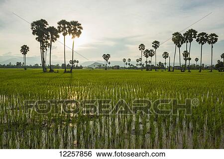 Countryside around Kampot, with rice fields and palm trees on the landscape, Kampot, Cambodia View Large Photo Image Stock Photograph - Countryside around Kampot, with rice fields and palm trees on the landscape, Kampot, Cambodia. Fotosearch
