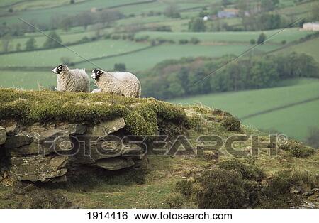Stock Photograph - Countryside. Fotosearch