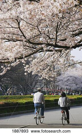 Stock Image - Couple Cycling By Cherry Blossoms In Ueno Park. Fotosearch