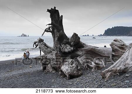 Stock Image - Couple In Raingear Walk On Beach Past Large Driftwood Of Olympic National Forest; Washington Usa. Fotosearch