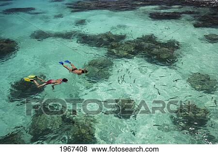 Couple Snorkeling In Tropical Ocean Water Near Fish And Reef, View From Above. View Large Photo Image Stock Photo - Couple Snorkeling In Tropical Ocean Water Near Fish And Reef, View From Above.. Fotosearch