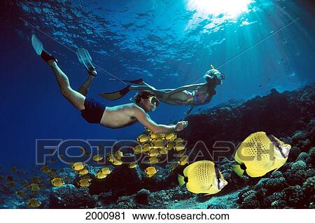 Couple Snorkeling Over Reef Milletseed Butterflyfish Sunburst Endemic Chaetodon Miliaris View Large Photo Image Stock Image - Couple Snorkeling Over Reef Milletseed Butterflyfish Sunburst Endemic Chaetodon Miliaris. Fotosearch