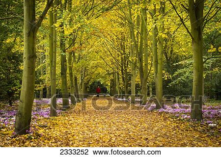 Couple Walking Along Avenue Of Beech Trees; Anglesey Abbey, Cambridgeshire, United Kingdom View Large Photo Image Stock Image - Couple Walking Along Avenue Of Beech Trees; Anglesey Abbey, Cambridgeshire, United Kingdom. Fotosearch