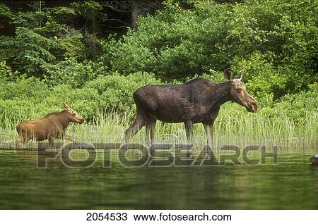 Stock Image - Cow And Calf Moose, Algonquin Park, Ontario. Fotosearch