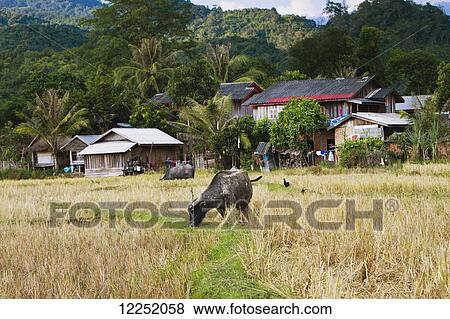 Cow grazing in a remote Northern Laos village; Vieng Thong, Laos View Large Photo Image Stock Photo - Cow grazing in a remote Northern Laos village; Vieng Thong, Laos. Fotosearch