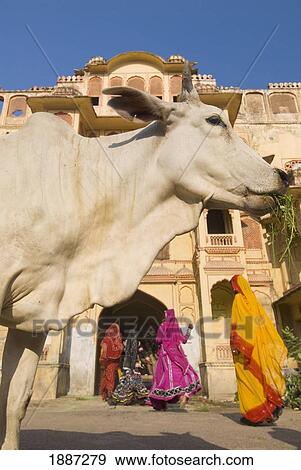Stock Photo - Cow In Front Of Women In Saris Walking Into Entrance Of Old Building. Fotosearch