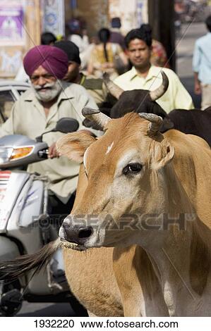 Stock Image - Cow in street with traffic in Jaipur, Rajasthan State, India. ÃƒÆ’Ã…Â Asia. ÃƒÆ’Ã…Â . Fotosearch