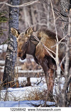 Cow moose browsing in the forest near Homer, Kenai Peninsula, Southcentral Alaska, Winter View Large Photo Image Stock Image - Cow moose browsing in the forest near Homer, Kenai Peninsula, Southcentral Alaska, Winter. Fotosearch