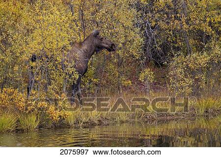 Stock Photo - Cow Moose Coming Out Of A Pond Along The Dempster Highway; Yukon Canada. Fotosearch