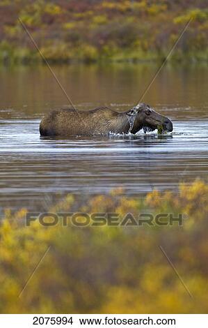 Picture - Cow Moose Eating Grasses From A Pond Along The Dempster Highway; Yukon Canada. Fotosearch
