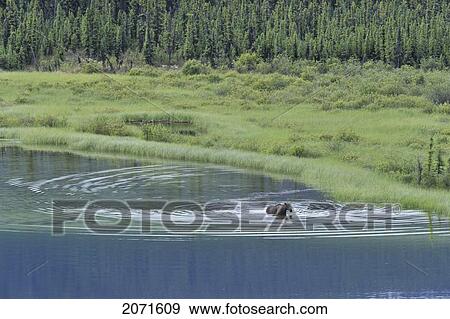 Cow Moose Feeding In The Green Grass Of A Small Pond, Boreal Forest, Yukon View Large Photo Image Stock Photo - Cow Moose Feeding In The Green Grass Of A Small Pond, Boreal Forest, Yukon. Fotosearch