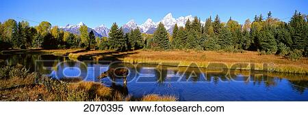 Cow Moose, Snake River, Grand Teton Np, Wy View Large Photo Image Stock Photography - Cow Moose, Snake River, Grand Teton Np, Wy. Fotosearch