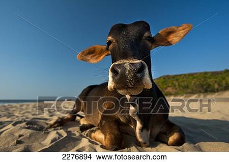 Cow on Vagator beach; Vagator, Goa, India View Large Photo Image Picture - Cow on Vagator beach; Vagator, Goa, India. Fotosearch