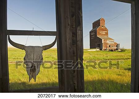Cow Skull Hanging From An Old Window Frame With An Abandoned Grain Elevator In The Background, Ghost Town Of Bents, Saskatchewan View Large Photo Image Stock Photo - Cow Skull Hanging From An Old Window Frame With An Abandoned Grain Elevator In The Background, Ghost Town Of Bents, Saskatchewan. Fotosearch