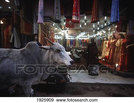 Cow Walking Past Textile Shop View Large Photo Image Stock Photo - Cow Walking Past Textile Shop. Fotosearch