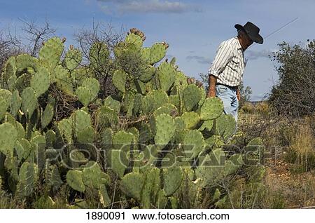 Stock Image - Cowboy Guide On The A Day In The West 4-Wheel Drive Tour.. Fotosearch