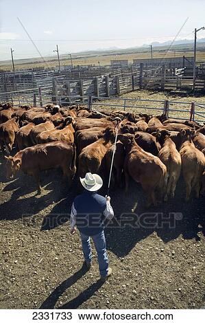 Cowboy Herding Cattle For Auction; Alberta, Canada View Large Photo Image Stock Image - Cowboy Herding Cattle For Auction; Alberta, Canada. Fotosearch