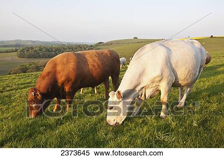 Stock Photography - Cows and a bull in a field in the typical English countryside of rolling hills near Wingreen Hill, the highest point in Dorset; England. Fotosearch