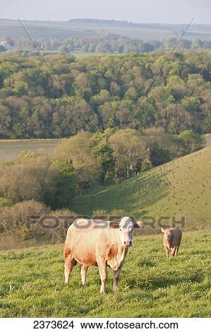 Picture - Cows grazing in a field near Wingreen Hill; Dorset, England. Fotosearch