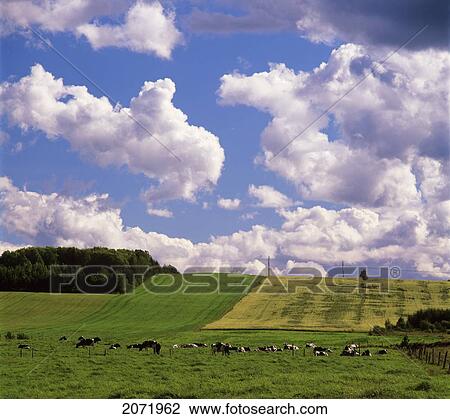 Cows Grazing In Pasture, Val-Brillant, Matapedia Valley, Quebec View Large Photo Image Stock Image - Cows Grazing In Pasture, Val-Brillant, Matapedia Valley, Quebec. Fotosearch