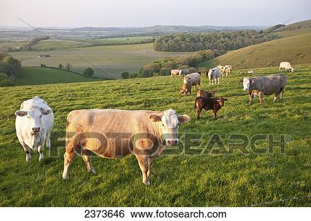 Cows in a field in the typical English countryside of rolling hills near Wingreen Hill, the highest point in Dorset; England View Large Photo Image Stock Photograph - Cows in a field in the typical English countryside of rolling hills near Wingreen Hill, the highest point in Dorset; England. Fotosearch