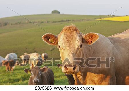 Stock Photograph - Cows in a field near Wingreen Hill; Dorset, England. Fotosearch