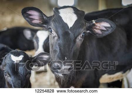 Stock Photo - Cows in barn; Honesdale, Pennsylvania, United States of America. Fotosearch