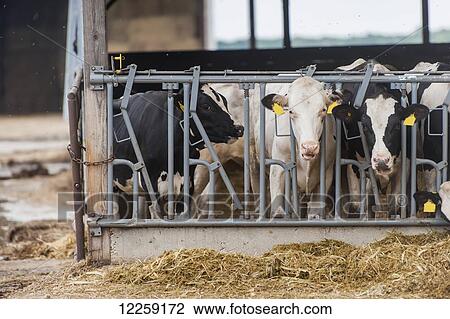 Stock Image - Cows looking through feeder gate; Ridgley, Maryland, United States of America. Fotosearch