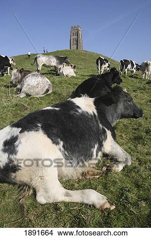 Cows On Glastonbury Tor Near St Michael's Tower View Large Photo Image Picture - Cows On Glastonbury Tor Near St Michael's Tower. Fotosearch