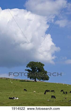 Stock Image - Cows On Hillside At Kirkby Lonsdale. Fotosearch