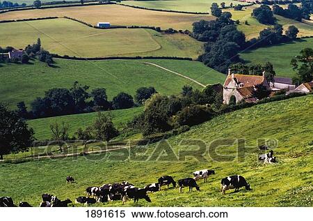 Cows On Hillside View Large Photo Image Stock Photography - Cows On Hillside. Fotosearch
