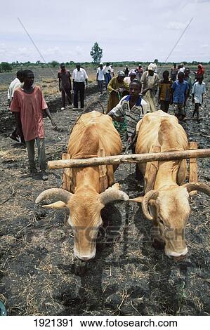 Cows Ploughing á View Large Photo Image Stock Image - Cows Ploughing á. Fotosearch