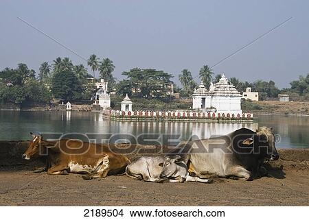 Cows Resting At Bindu Sarovar Lake. Bhubaneswar, 'city Of Temples, Orissa, India View Large Photo Image Picture - Cows Resting At Bindu Sarovar Lake. Bhubaneswar, 'city Of Temples, Orissa, India. Fotosearch