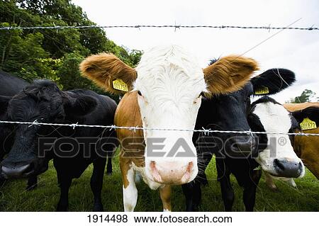 Stock Photo - Cows Standing Together In Field. Fotosearch