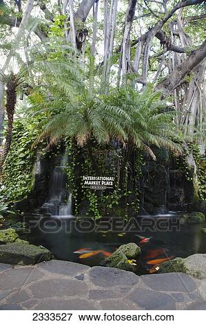 Stock Photo - Coy pond in the International Market Place; Honolulu, Oahu, Hawaii, United States of America. Fotosearch
